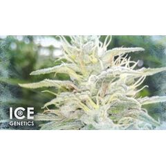 White Russian Auto, Фасовка: 3